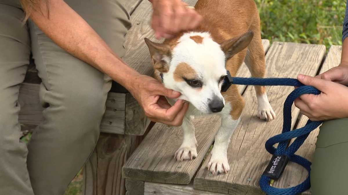 Maryland animal shelters in final push as part of nationwide effort to pair pets...