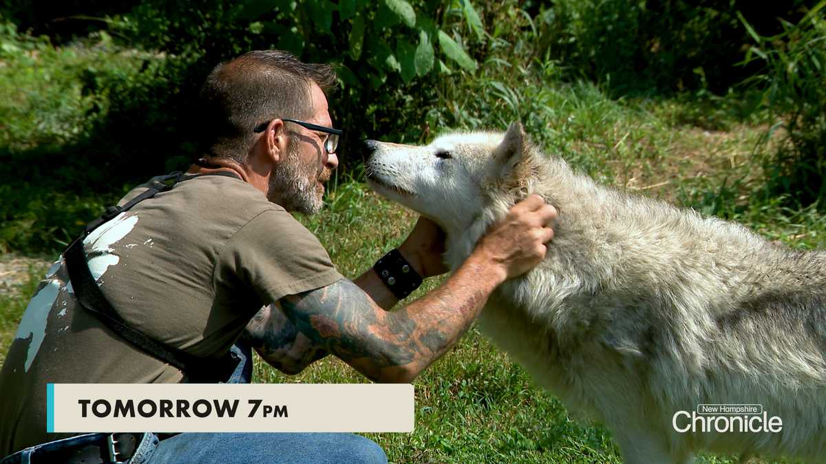 Thursday on NH Chronicle: The Wolves and People of our Nation