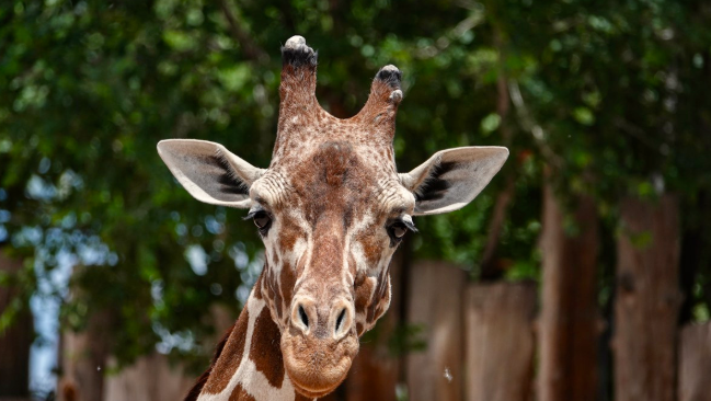 Albuquerque BioPark will welcome new giraffe in May