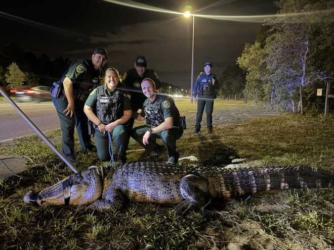 massive gator