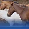85,500 wild horses, burros roam in the US. Here's how their population has grown