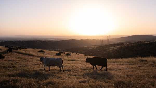 Cattle roam on a hillside at sunrise on the Diamond W Cattle Company ranch in Palmdale, Calif., Friday, April 3, 2026. (AP Photo/Jae C. Hong)