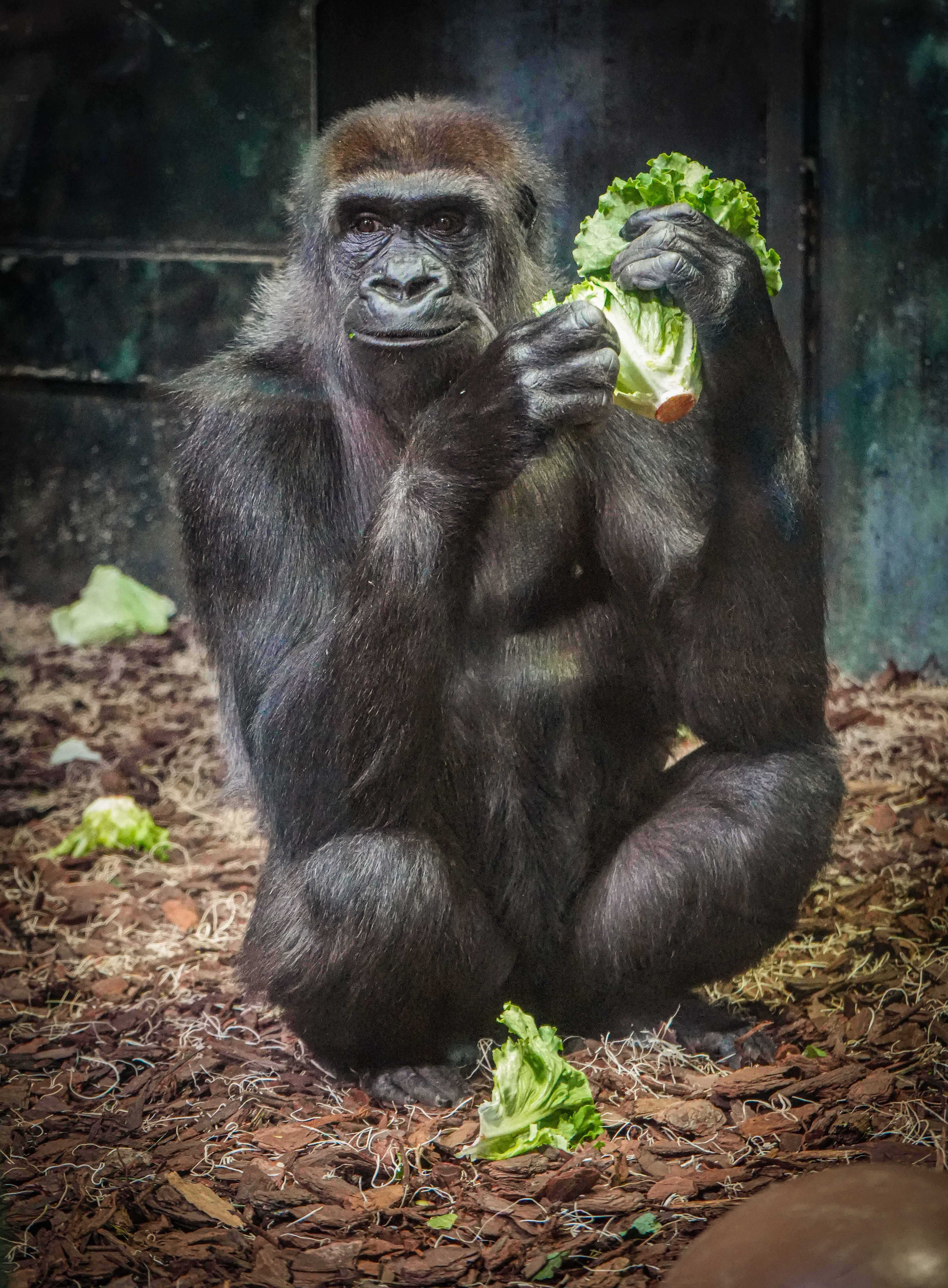 Louisville Zoo welcomes 2 gorillas, half-sisters, from Tennessee