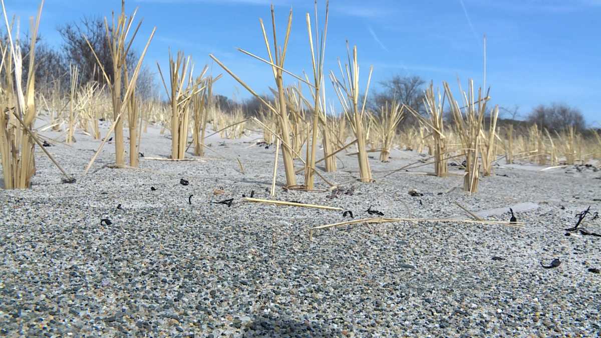 UNE dune grass research project is helping to restore Biddeford, Maine's beaches