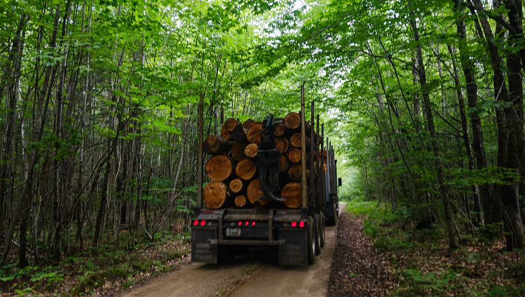 Forest Service moves ahead to end rule blocking logging in national forests
