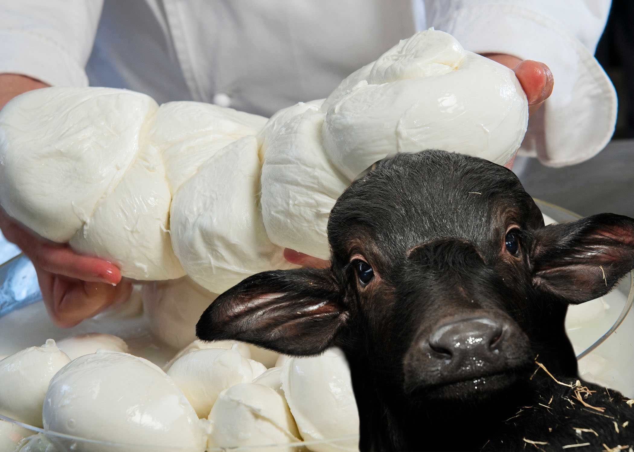 Protest over diesel costs tanks Italy's buffalo mozzarella output