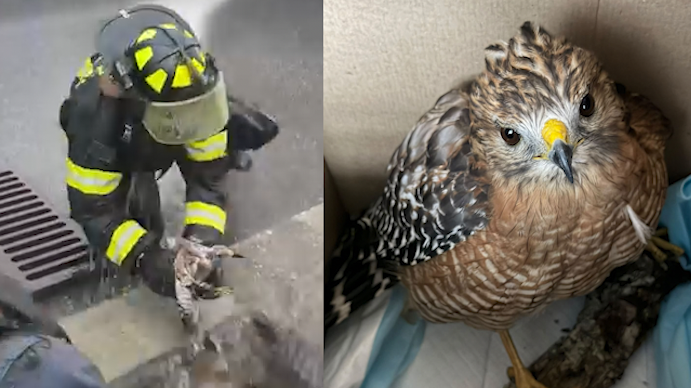 VIDEO: Hawk rescued after being pulled from storm drain during dangerous weather conditions