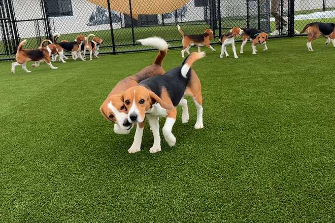 from cages to couches: beagles rescued from research breeding facility begin new chapter