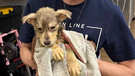 93 Animals Removed from Lancaster County Property in Cruelty and Neglect Investigation