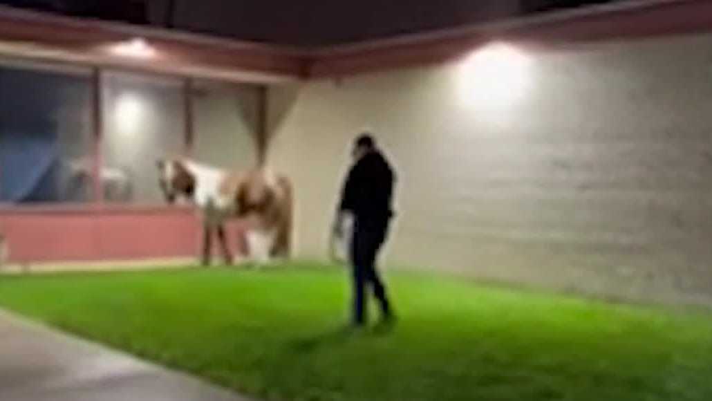 Horse rescued after flooding in Milwaukee