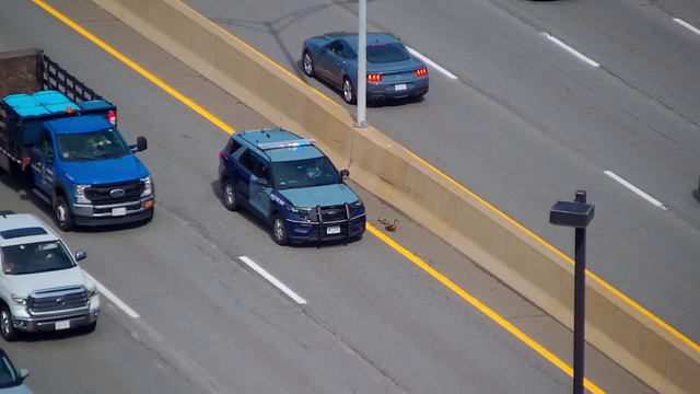 VIDEO: Officers escort ducklings on Massachusetts highway, helping them to safety