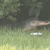 Video shows large alligator near popular walking trail in City Park