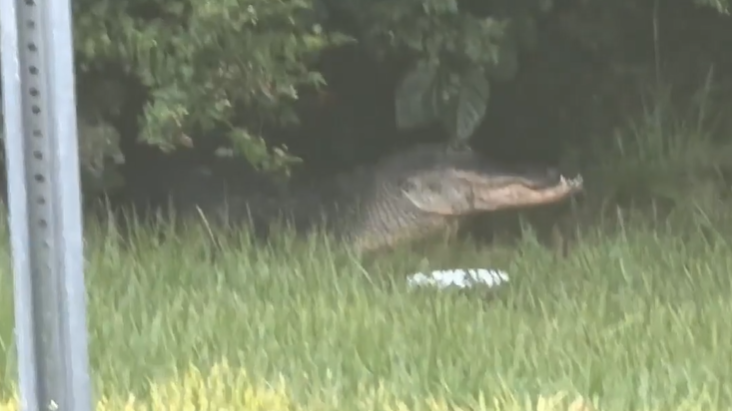 Video shows large alligator near popular walking trail in City Park