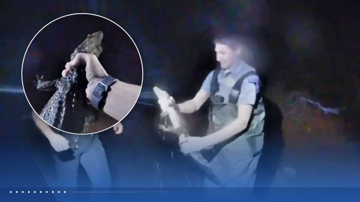 'That was crazy!': Bodycam shows law enforcement wrangling escaped caiman in Cleveland County creek