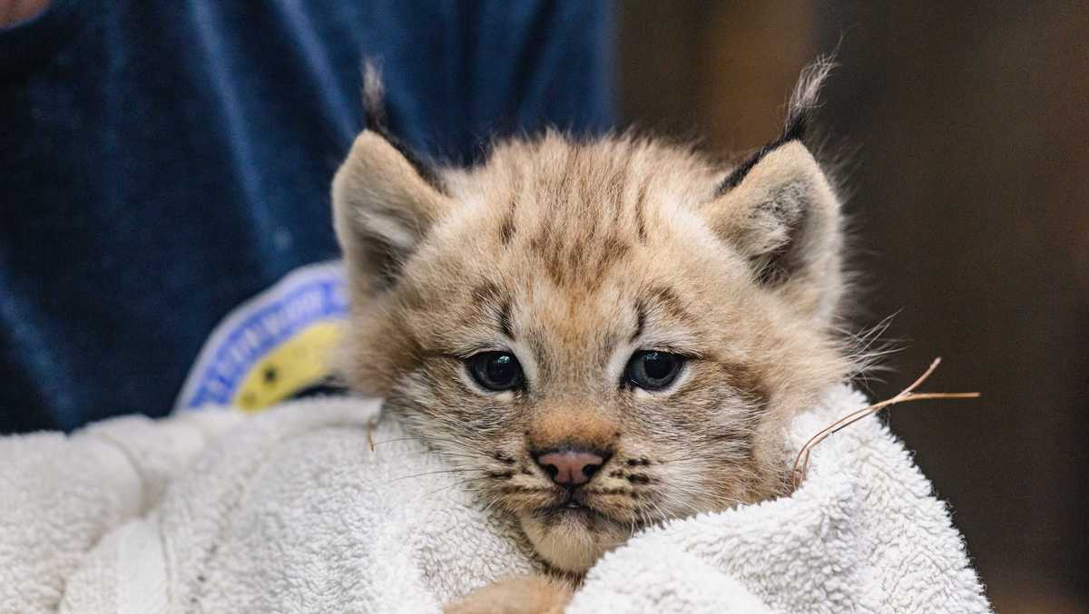Canada lynx kitten makes debut at Mass. zoo