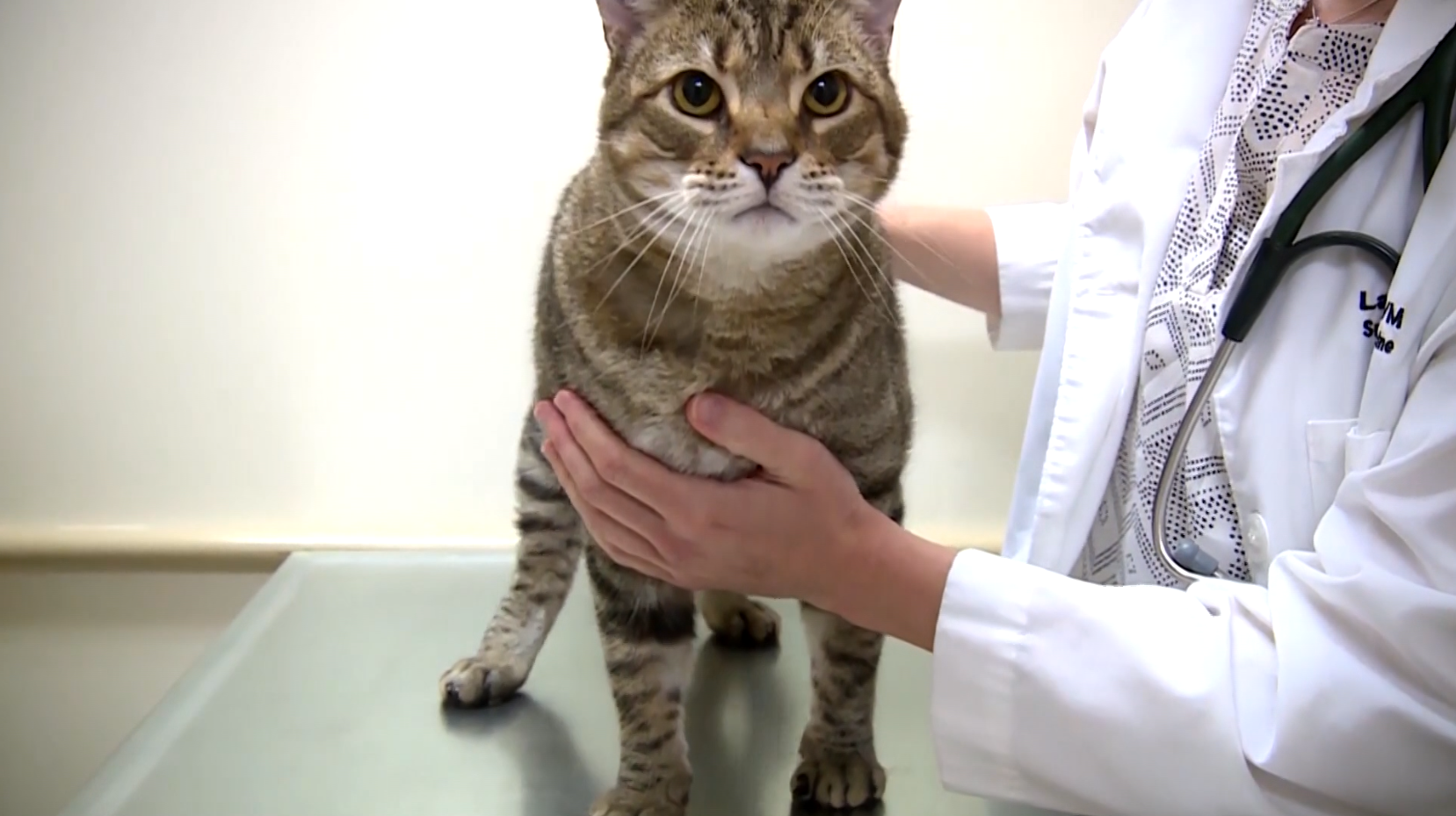 Bobcat fever confirmed in Moore; Veterinarians warn cat owners about deadly disease