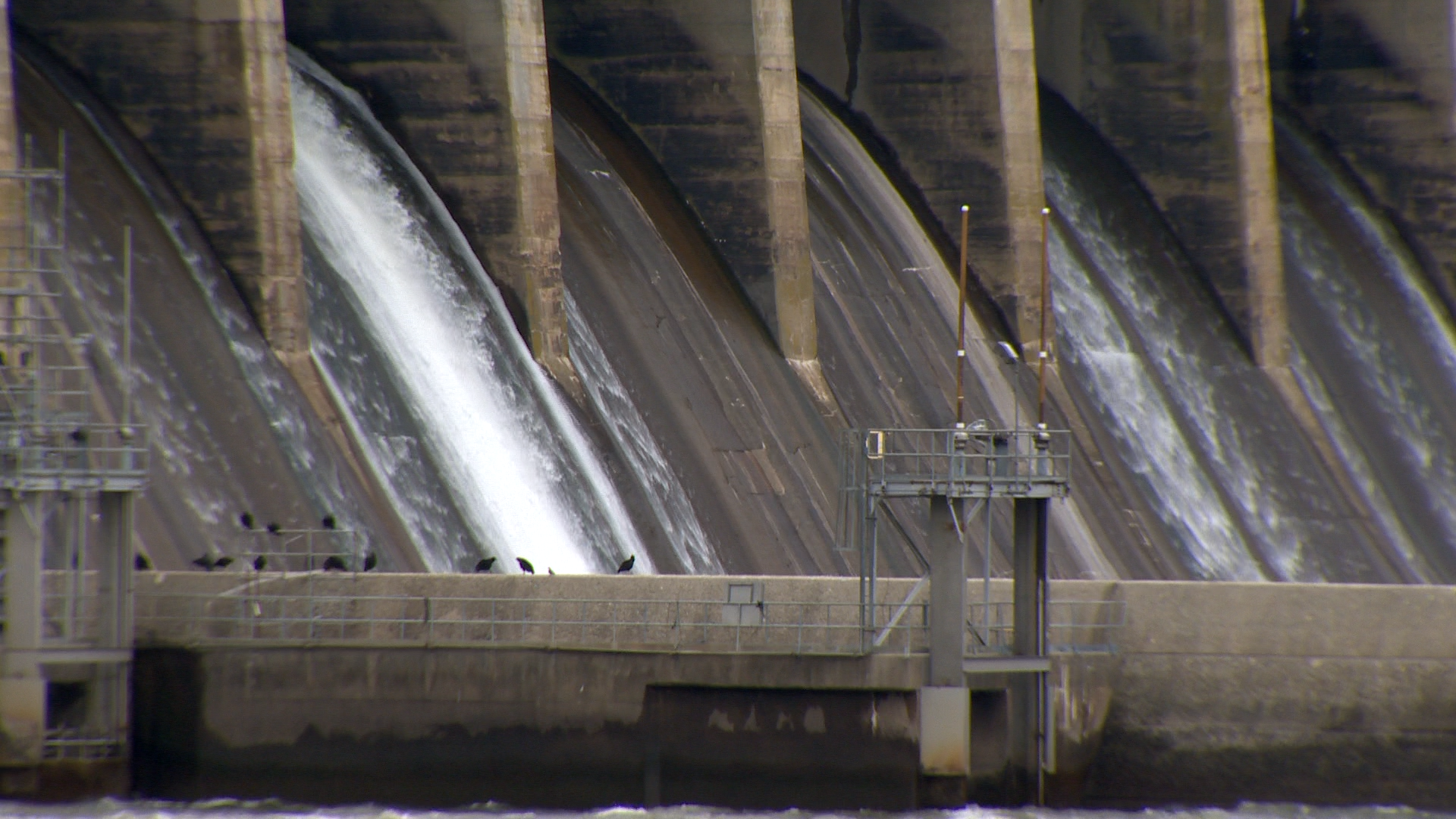 Avian flu detected in vultures found dead near Conowingo Dam