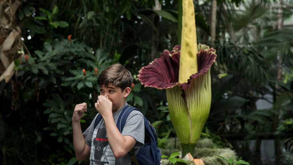 UCSC Arboretum puts corpse flower bud on display