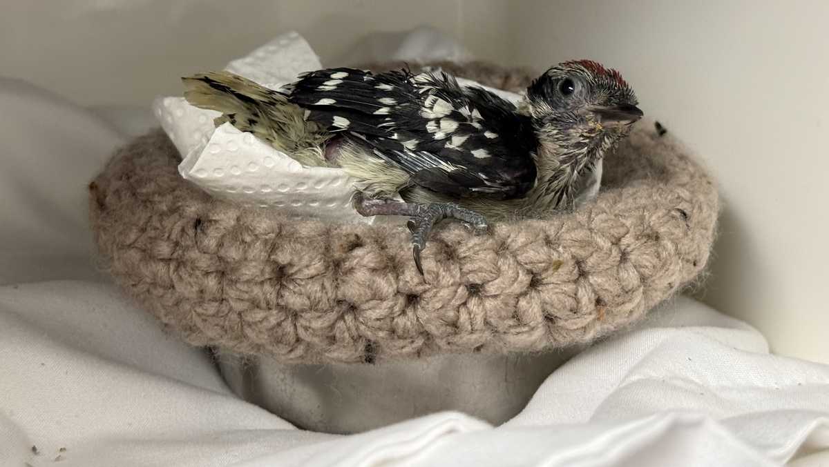 Maryland woman crochets nests for orphaned Florida wildlife in memory of late daughter