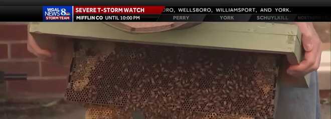 neighbors on a philadelphia street have bonded over an unusual situation involving bees living in a sewer, producing what residents call "sewer honey."