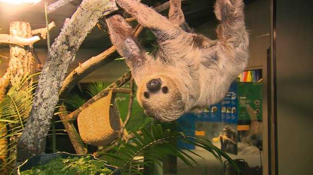 McWane Science Center unveils new live animal exhibit called Survival of the Slowest