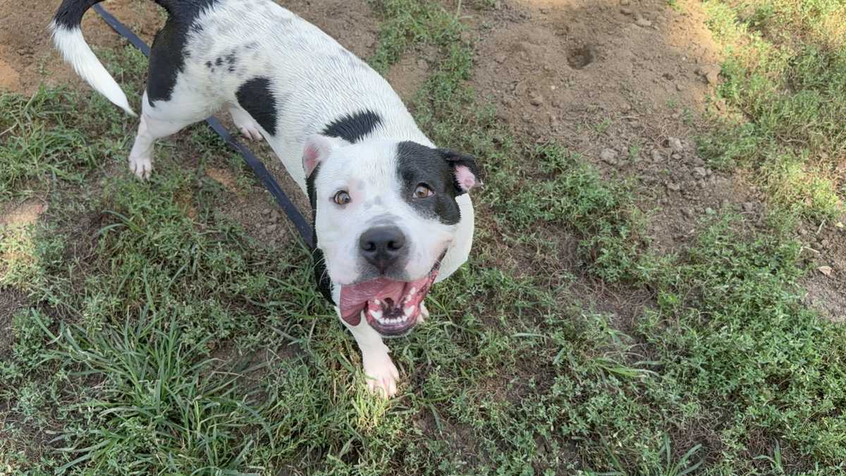 Splash-loving bulldog mix: Meet Luna, the Nebraska Humane Society's pet of the week