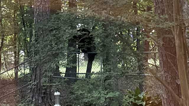 Mississippi residents urged to secure food sources as black bears roam in summer