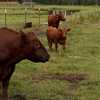 Trump tariff relief on imported beef draws Georgia concern