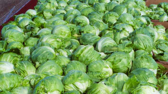Massachusetts included in Iceberg lettuce recall tied to Cyclospora outbreak