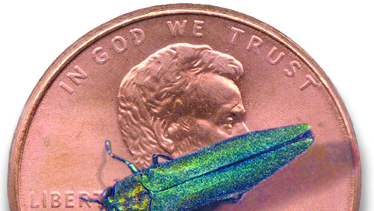 Invasive beetle known for killing ash trees spreads to new Oklahoma county