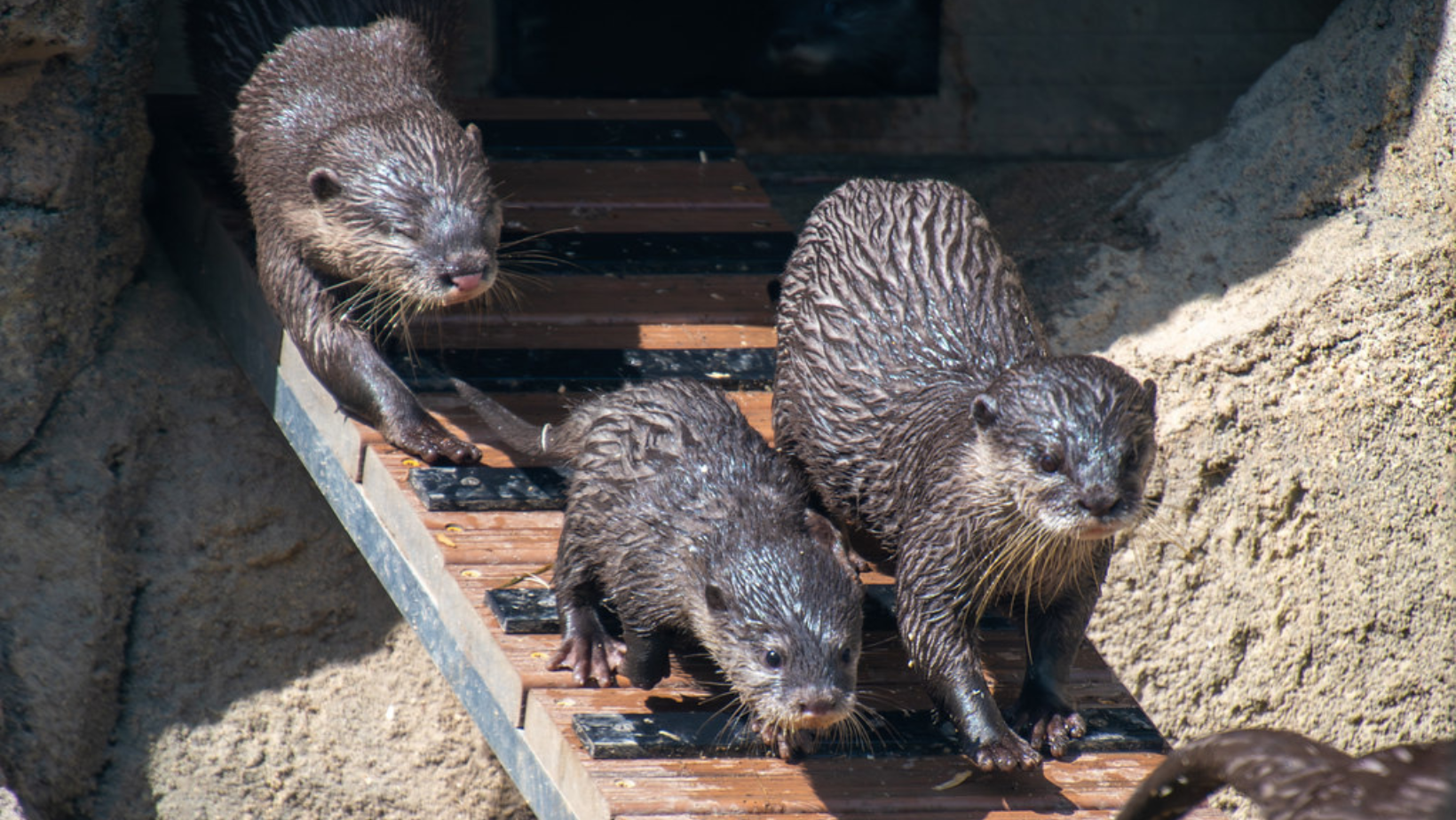VIDEO: New otter pups make public debut at Cincinnati Zoo