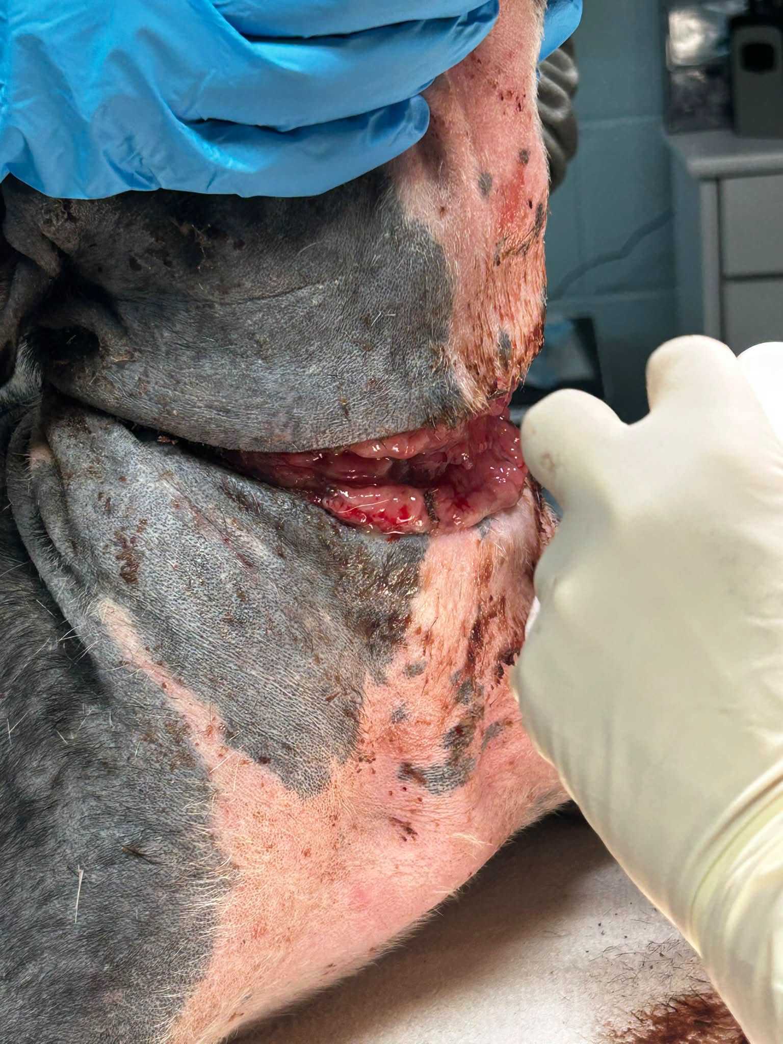 South Carolina puppy found with collar embedded in neck - WJCL