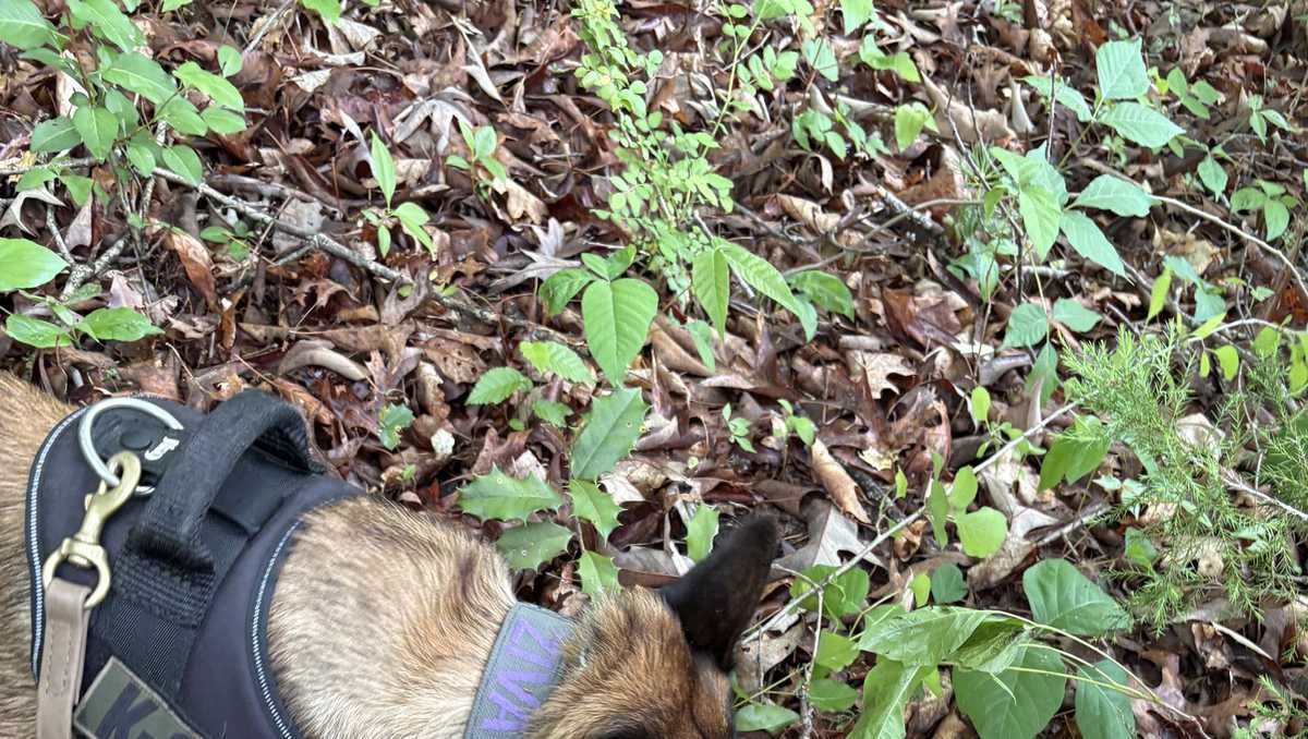 'Noteworthy discovery': K9 finds stolen South Carolina gun in North Carolina woods