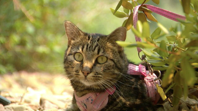 ‘Certified baddie': House cat survives 40 days alone in Colorado wilderness