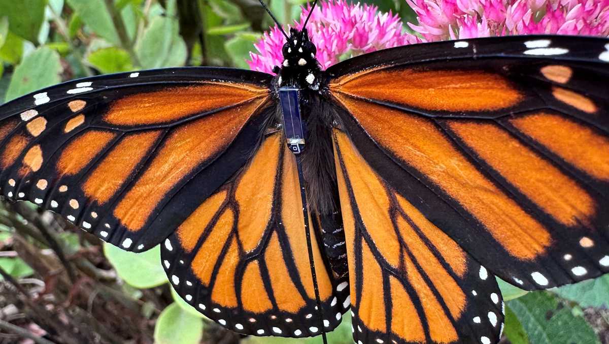 Monarch butterfly tracking app allows for crowdsourced research