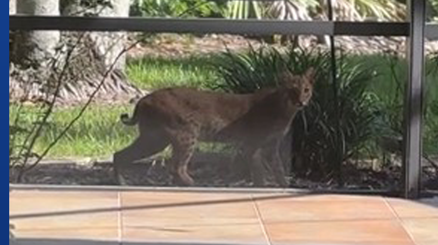 Bobcat seen weekly in Port St. Lucie PGA Village neighborhood