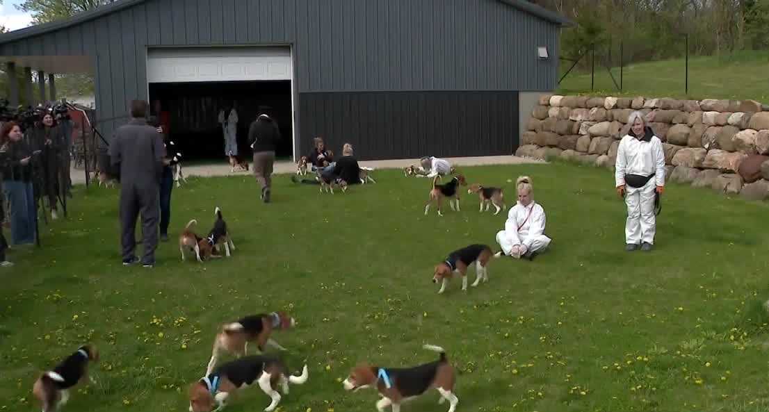 wisn.com - Duke Carter - Beagles from controversial Dane County farm to arrive at Waukesha shelter