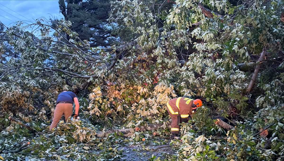 Sebastian County crews clear large tree downed by overnight storms