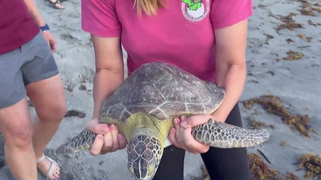 Two sea turtles rescued from hooks, fishing lines released - WPBF