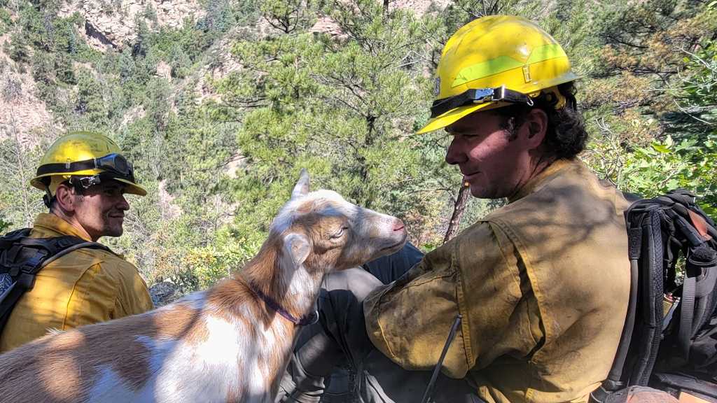 The GOAT: Hooved friend provides moral support to firefighters in Colorado