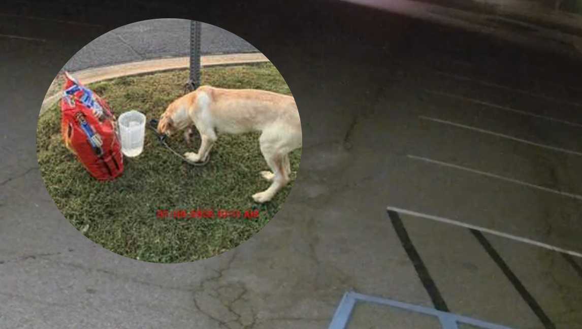 Video shows dog tied to stop sign, abandoned in Upstate community, animal control says