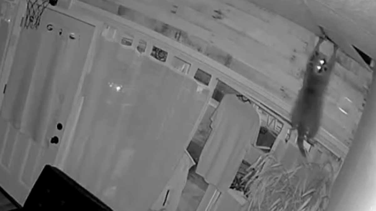 Raccoon crashes through ceiling of Allegheny County business, leaving owner with canceled orders