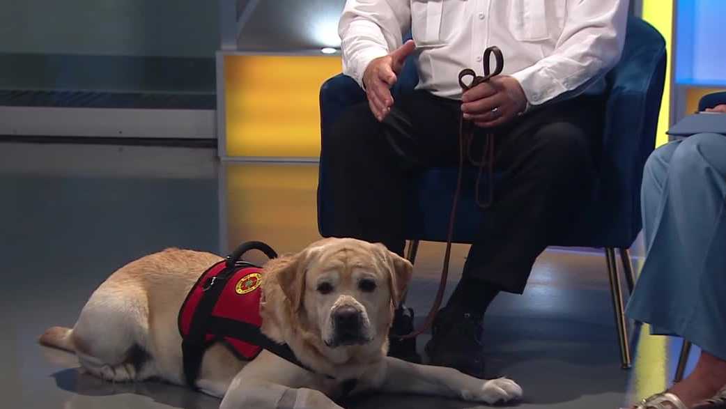 Meet Hank, the emotional support dog for Palm Beach County Fire Rescue