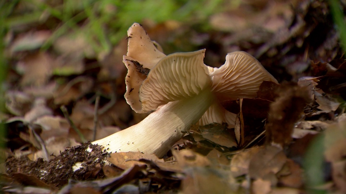 Doctor explains risks of foraging for wild mushrooms