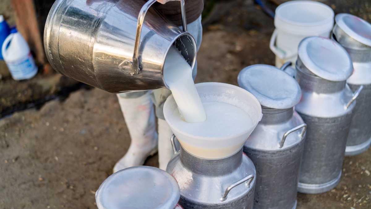 Mass. doctor debunks myths about drinking raw milk