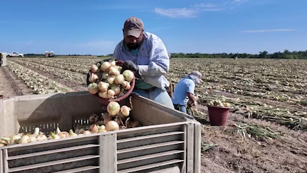 Savannah chefs spotlight Vidalia onions in limited-time dishes