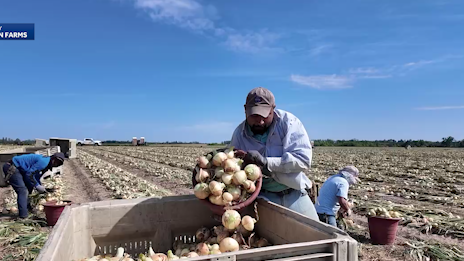 Vidalia onion season opens in southeast Georgia as packing begins