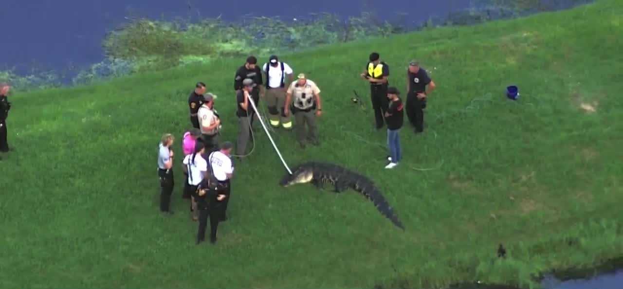 71-year-old man dies after alligator attack in Winter Garden