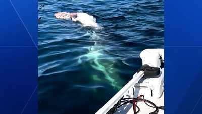 Great white shark spotted by fishermen off New Hampshire coast ketv