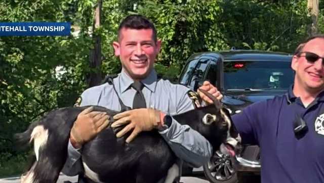 Pennsylvania police find goat running through traffic, now housed by farmer